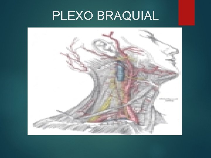 PLEXO BRAQUIAL 