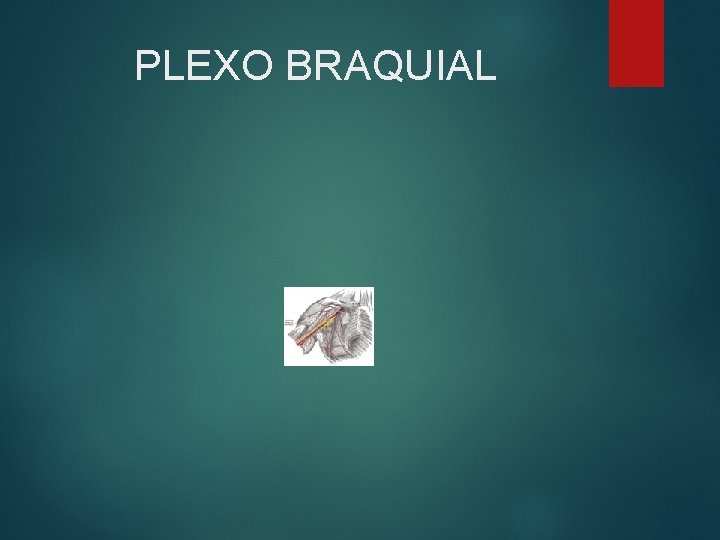 PLEXO BRAQUIAL 