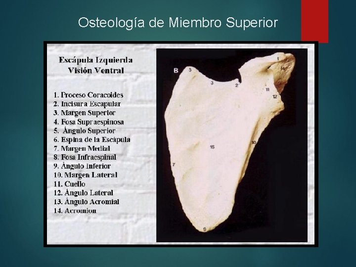 Osteología de Miembro Superior 