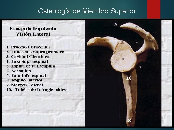 Osteología de Miembro Superior 