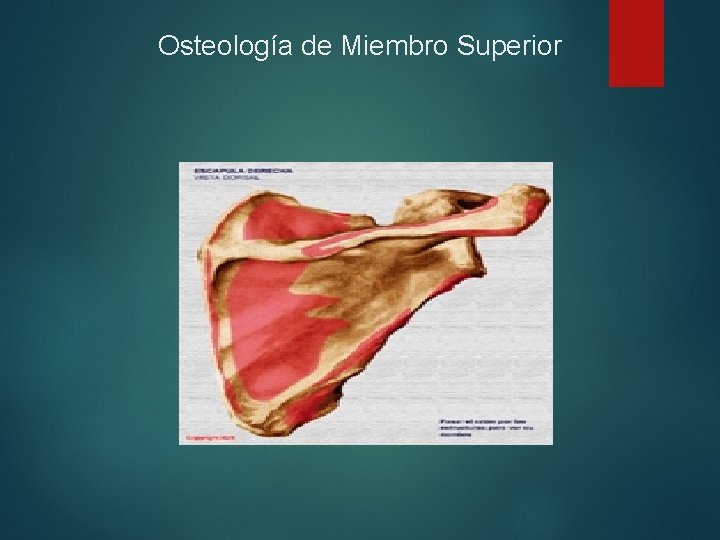 Osteología de Miembro Superior 