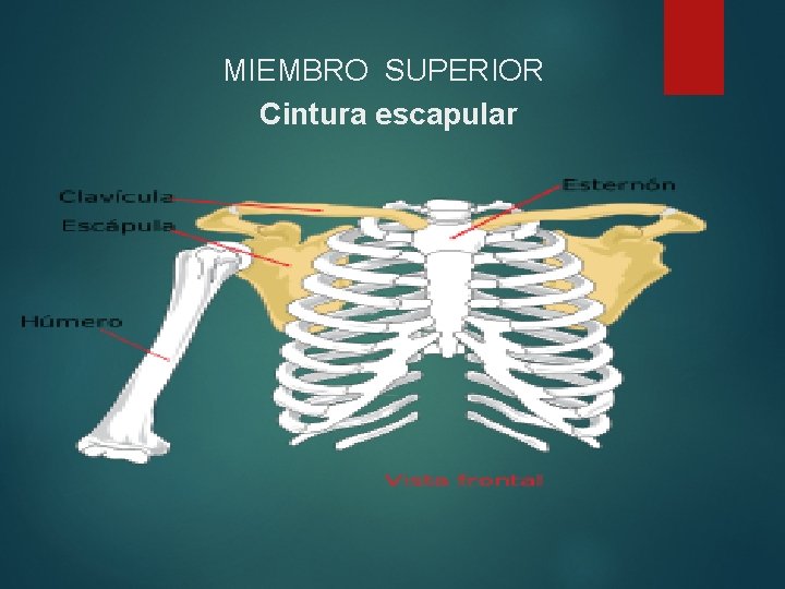 MIEMBRO SUPERIOR Cintura escapular 