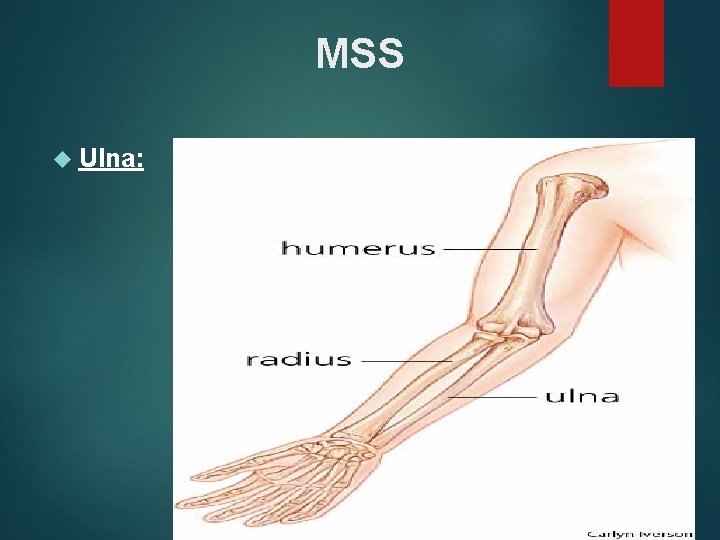 MSS Ulna: 