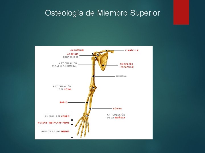 Osteología de Miembro Superior 