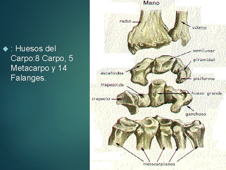 MSS : Huesos del Carpo: 8 Carpo, 5 Metacarpo y 14 Falanges. 