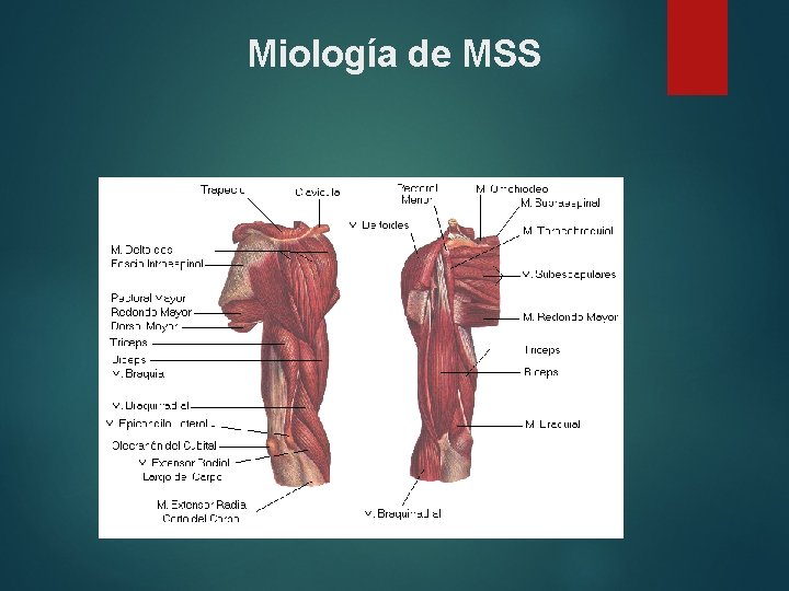 Miología de MSS 