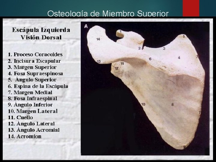 Osteología de Miembro Superior 