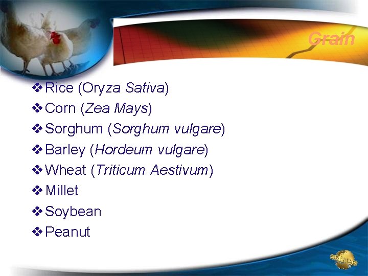 Grain v Rice (Oryza Sativa) v Corn (Zea Mays) v Sorghum (Sorghum vulgare) v Grain v Rice (Oryza Sativa) v Corn (Zea Mays) v Sorghum (Sorghum vulgare) v