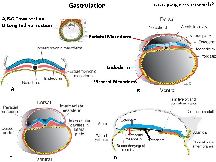 Gastrulation www. google. co. uk/search? A, B, C Cross section D Longitudinal section Parietal