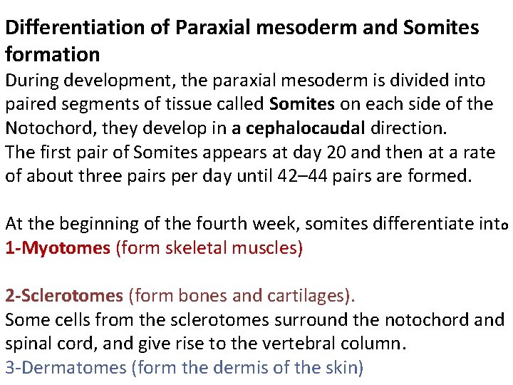 Differentiation of Paraxial mesoderm and Somites formation During development, the paraxial mesoderm is divided
