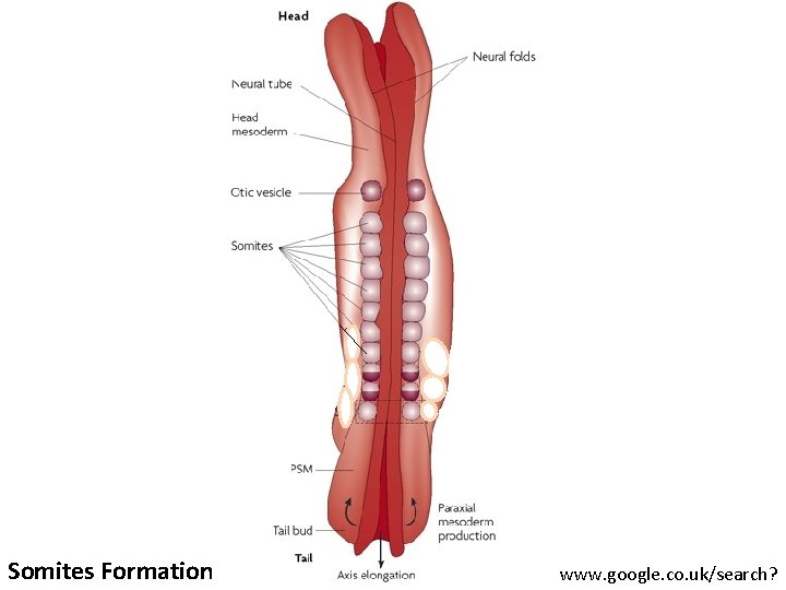 Somites Formation www. google. co. uk/search? 