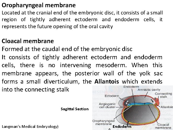 Oropharyngeal membrane Located at the cranial end of the embryonic disc, it consists of
