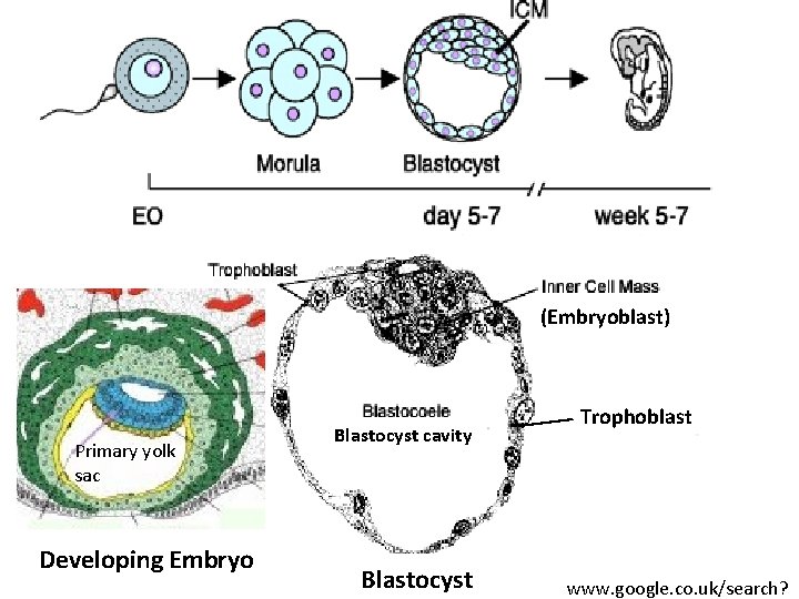 (Embryoblast) Primary yolk sac Developing Embryo Blastocyst cavity Blastocyst Trophoblast www. google. co. uk/search?