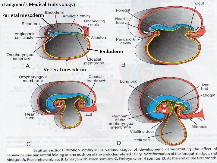 (Langman’s Medical Embryology) Parietal mesoderm Endoderm Visceral mesoderm 