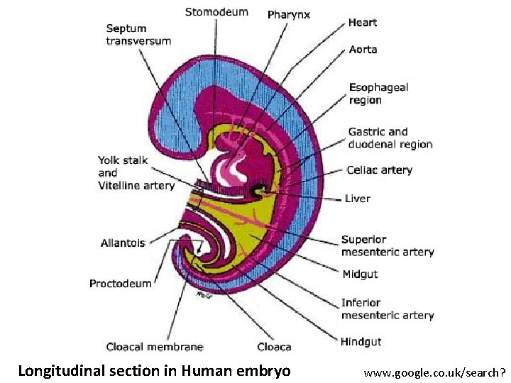 Longitudinal section in Human embryo www. google. co. uk/search? 