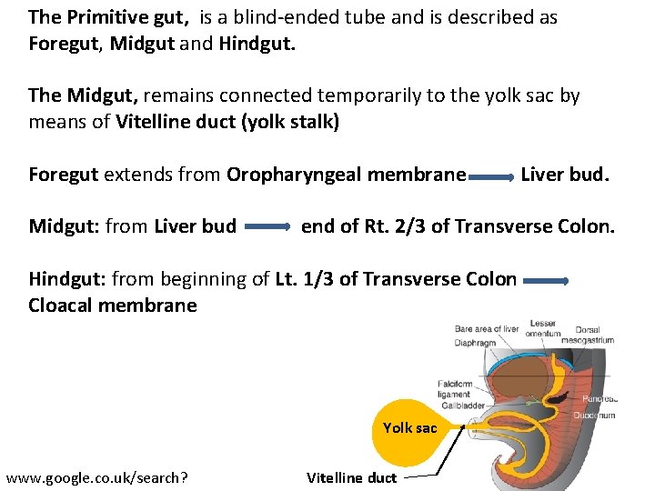 The Primitive gut, is a blind-ended tube and is described as Foregut, Midgut and
