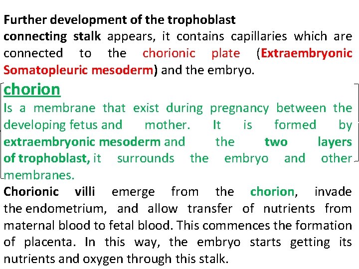 Further development of the trophoblast connecting stalk appears, it contains capillaries which are connected