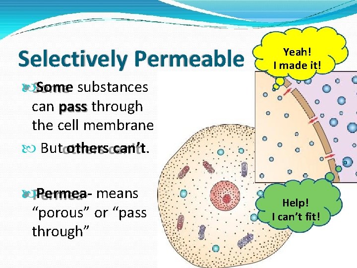 Selectively Permeable Yeah! I made it! Some substances can pass through the cell membrane