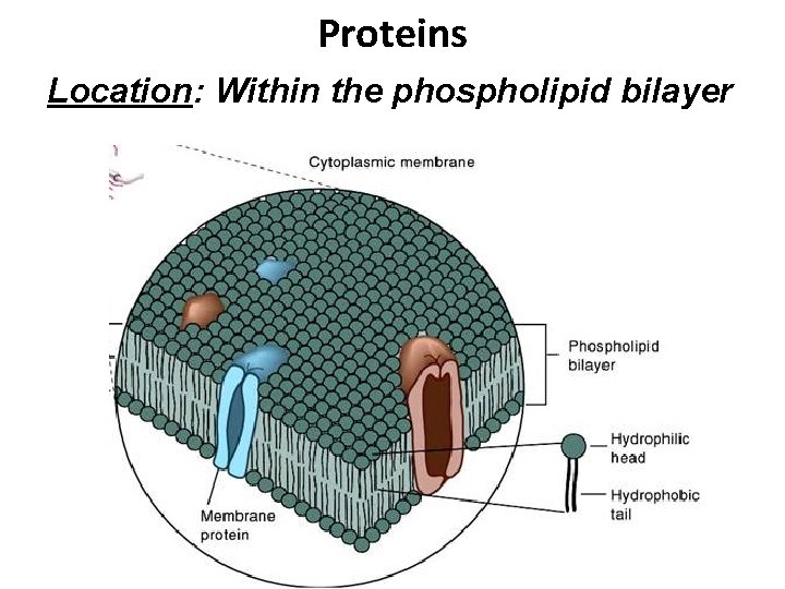 Proteins Location: Within the phospholipid bilayer 