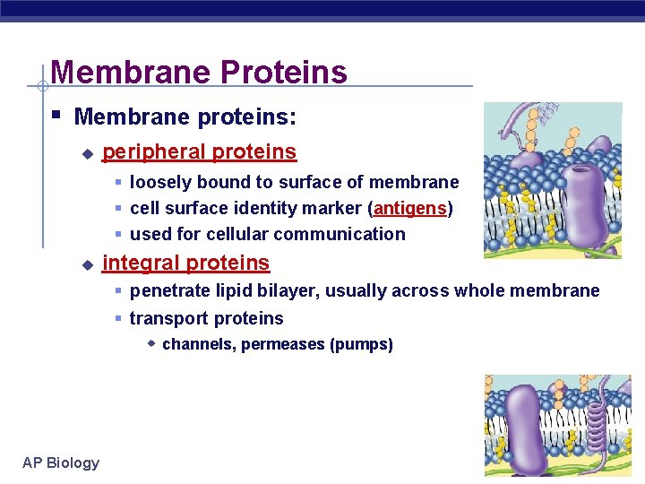 Membrane Proteins § Membrane proteins: u peripheral proteins § loosely bound to surface of