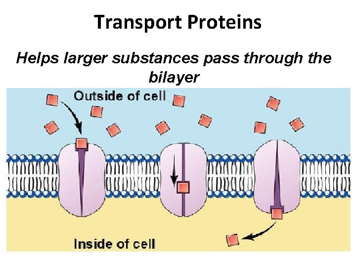 Transport Proteins Helps larger substances pass through the bilayer 