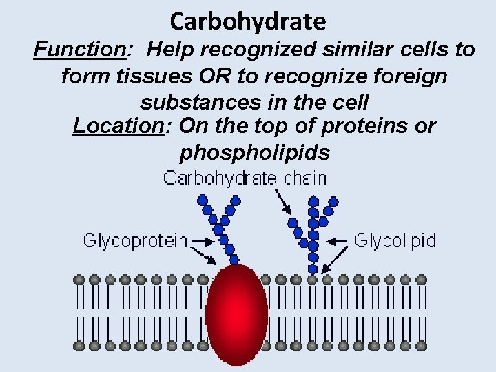 Carbohydrate Function: Help recognized similar cells to form tissues OR to recognize foreign substances