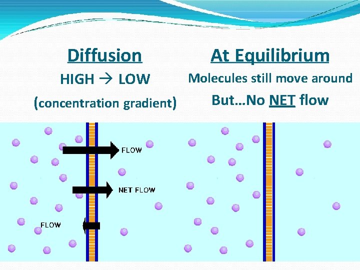Diffusion At Equilibrium HIGH LOW Molecules still move around (concentration gradient) But…No NET flow