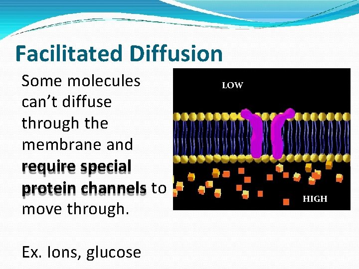 Facilitated Diffusion Some molecules can’t diffuse through the membrane and require special protein channels