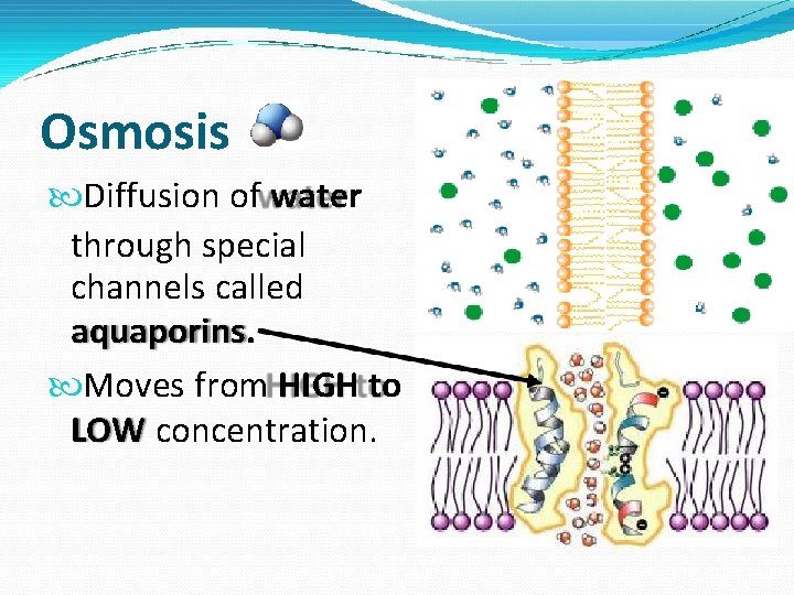 Osmosis Diffusion of water through special channels called aquaporins. Moves from HIGH to LOW