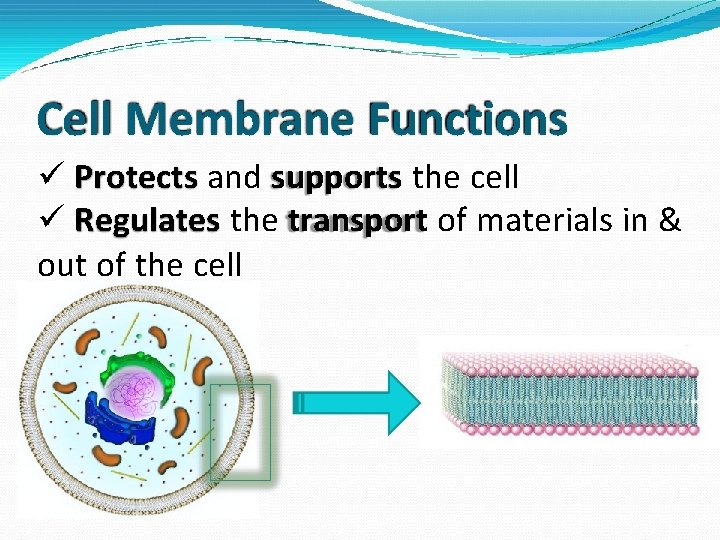 Cell Membrane Functions Protects and supports the cell Regulates the transport of materials in