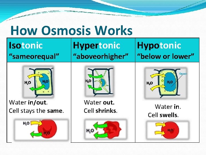 How Osmosis Works Isotonic “sameorequal” Water in/out. Cell stays the same. Hypertonic “aboveorhigher” Water