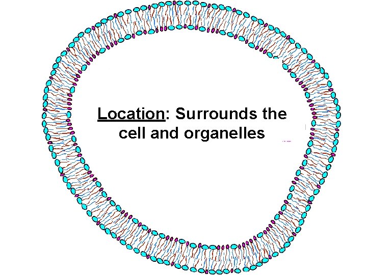 Location: Surrounds the cell and organelles 