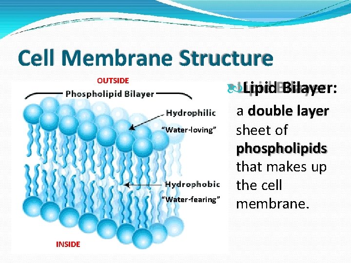 Cell Membrane Structure OUTSIDE Lipid Bilayer: “Water-loving” “Water-fearing” INSIDE a double layer sheet of