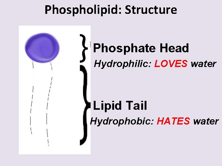 Phospholipid: Structure Phosphate Head Hydrophilic: LOVES water Lipid Tail Hydrophobic: HATES water 