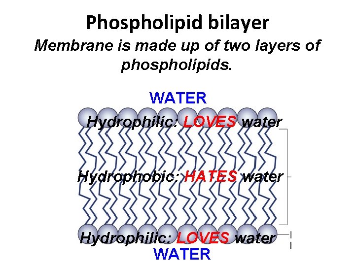 Cell Membrane Functions Protects and supports the cell