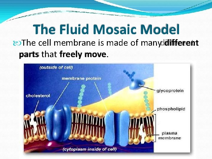 The Fluid Mosaic Model The cell membrane is made of many different parts that