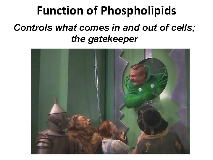 Function of Phospholipids Controls what comes in and out of cells; the gatekeeper 