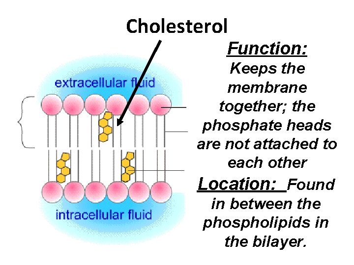 Cholesterol Function: Keeps the membrane together; the phosphate heads are not attached to each