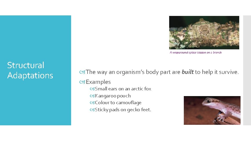 Structural Adaptations The way an organism’s body part are built to help it survive.