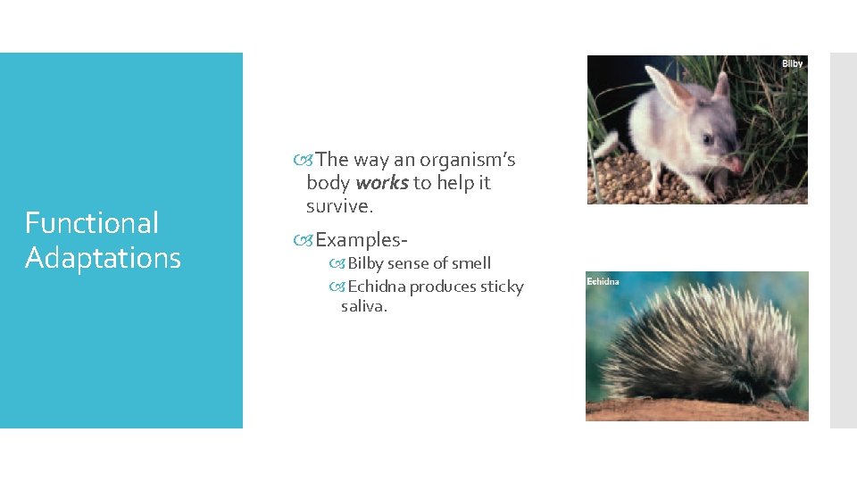 Functional Adaptations The way an organism’s body works to help it survive. Examples- Bilby