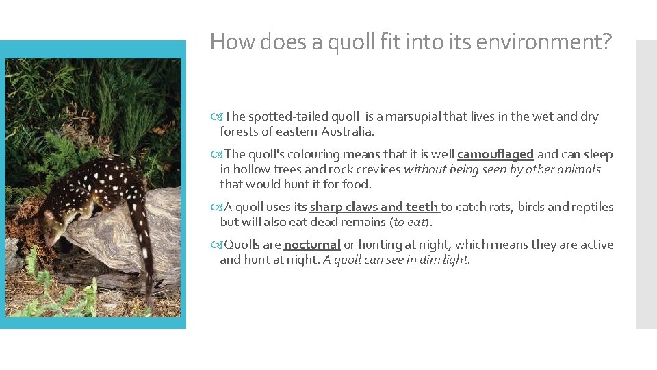 How does a quoll fit into its environment? The spotted-tailed quoll is a marsupial