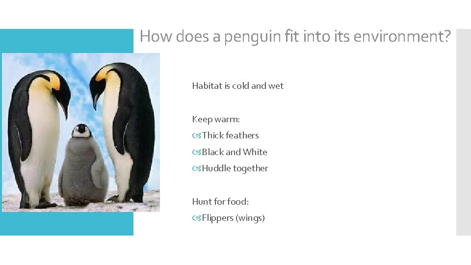 How does a penguin fit into its environment? Habitat is cold and wet Keep