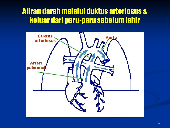 Aliran darah melalui duktus arteriosus & keluar dari paru-paru sebelum lahir Duktus arteriosus Aorta