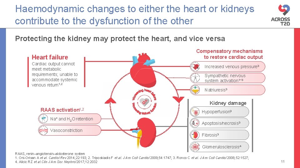 Haemodynamic changes to either the heart or kidneys contribute to the dysfunction of the