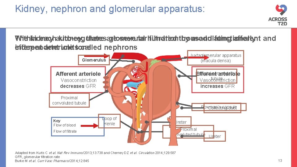 Kidney, nephron and glomerular apparatus: the kidney, the nephron, the glomerulus Within The kidney