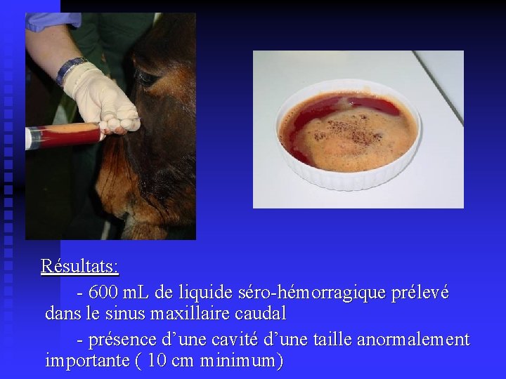 Résultats: - 600 m. L de liquide séro-hémorragique prélevé dans le sinus maxillaire caudal