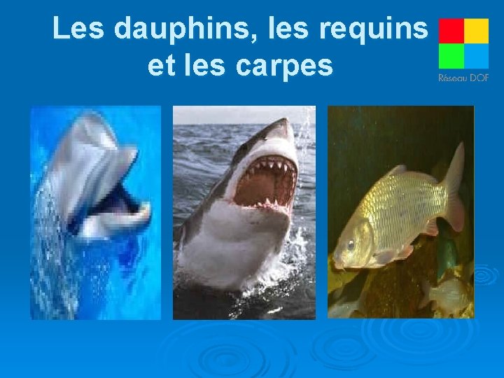 Les dauphins, les requins et les carpes 