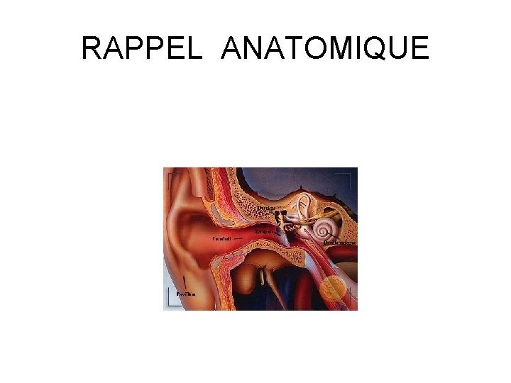 RAPPEL ANATOMIQUE 