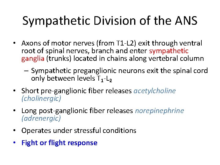 Sympathetic Division of the ANS • Axons of motor nerves (from T 1 -L
