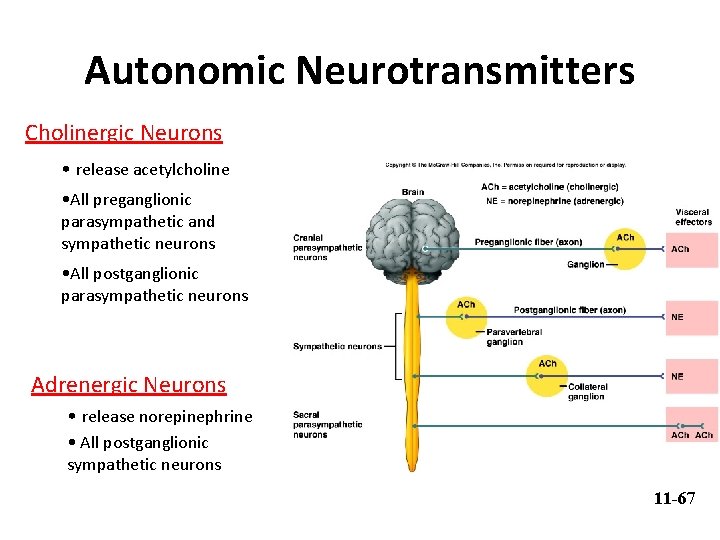 Autonomic Neurotransmitters Cholinergic Neurons • release acetylcholine • All preganglionic parasympathetic and sympathetic neurons
